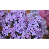 Флокс Phlox Горожанка
